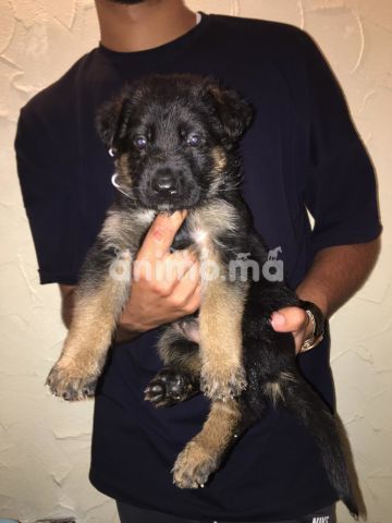 Animo - Chiot berger allemand 