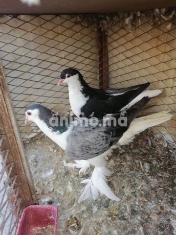 Animo - ازويجى لاهور للبيع الي ابغاه مرحبا