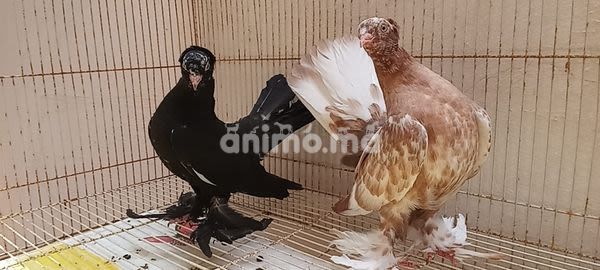 Animo - ذكر و 2نتاوي و 2شنابر روسطوف بالتاج في ألوان مختلفة 