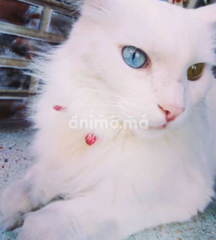 Animo Ma Chat Des Yeux Vairons Demande Vendre A Casablanca Dans Chats