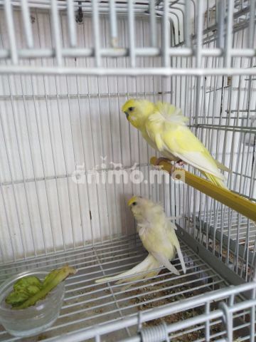 Animo - Couple hogo spangle 