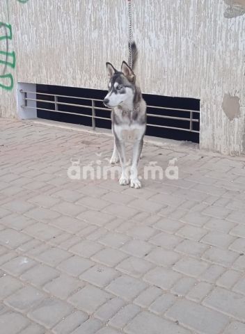 Animo - Husky femal 4mois