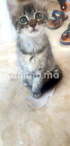 Animo - Chatons a adopter 