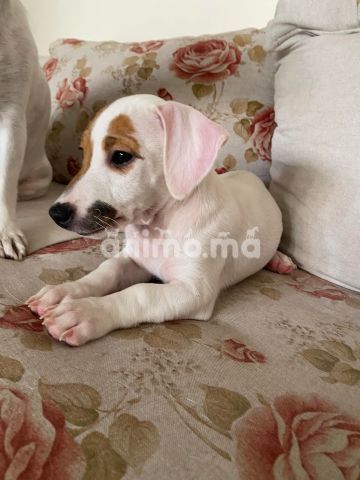 Animo - Magnifique femelle jack Russell  82j 