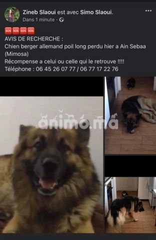 Animo - avis de recherche