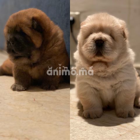 Animo - Chiot chowchow 