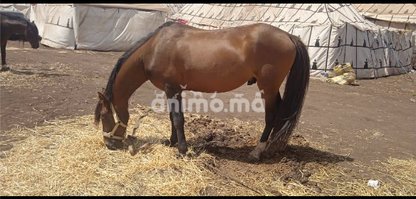 Animo - للبيع 6 سنوات عندو أوراق بيديݣري 