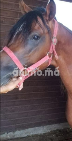 Animo - vente chevaux pur sang arabe