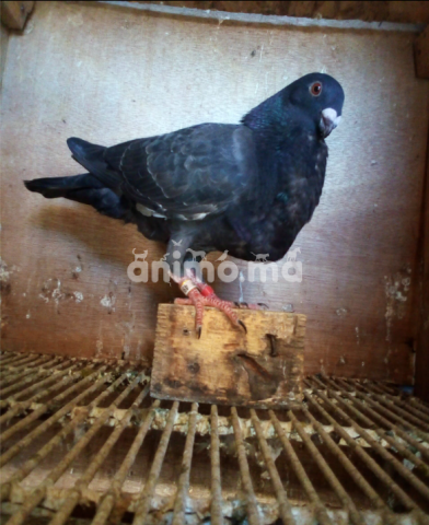 Animo - لي شاري مرحبا 