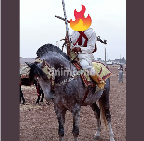 Animo - جدع للبيع يتوفر على بطاقه تعريف سن رباعي