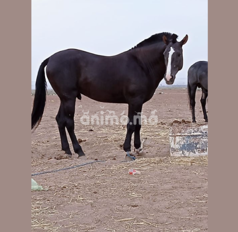 Animo - جدع دهم للبيع يتوفر على بطاقه تعريف سن رباعي