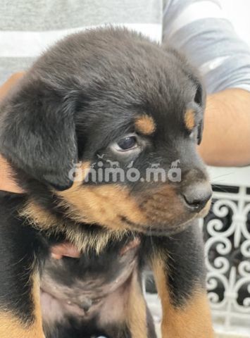 Animo - Chiots rottweiler 