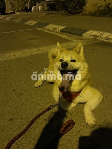 Animo - Akita 