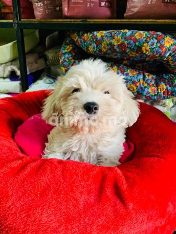 Animo - Disponible bichon maltais