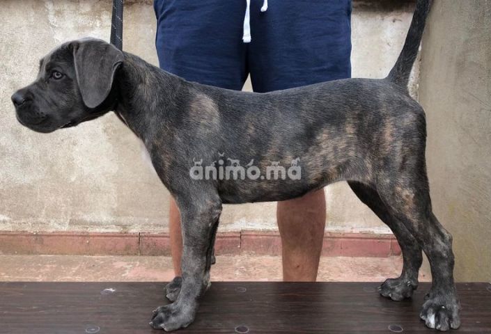 Animo - Uki Femelle cane corso pedigree