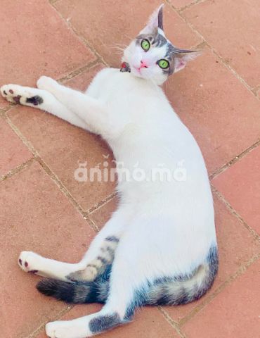 Animo - Chat femelle pour adoption