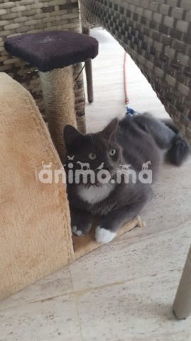 Animo - Chat Nebelung à adopter