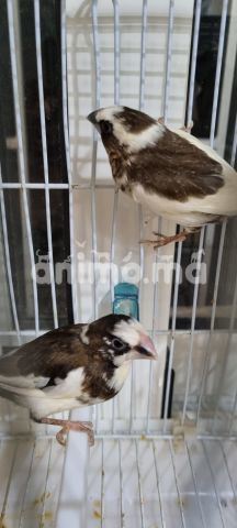 Animo - كوبلات موانو