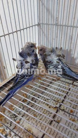 Animo - متاح كوبل hogo  شنابر مستوى زوين