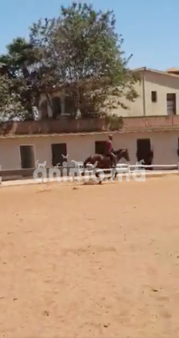 Animo - A vendre Pur sang anglais