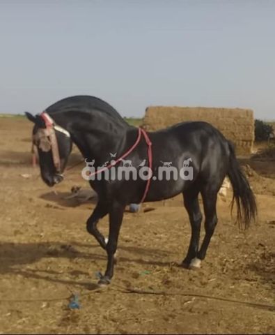 Animo - عود جموع دهم للبيع