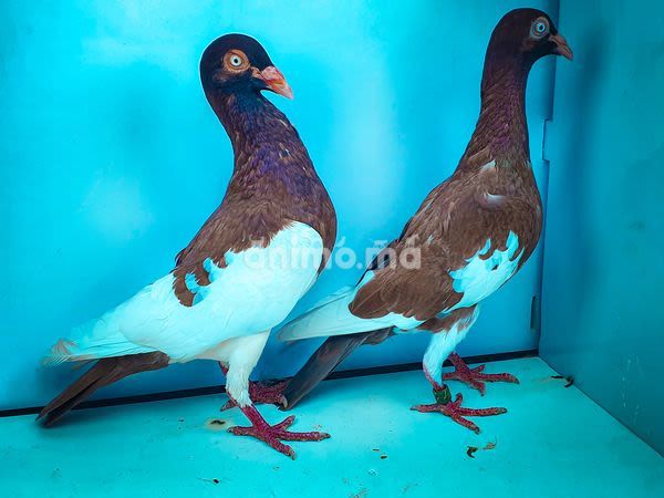 Animo - kobla bil lbi3