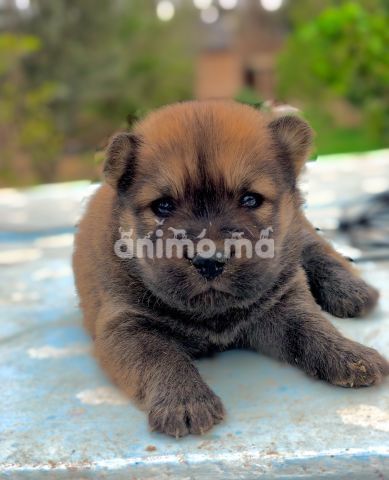 Animo - Chiots Chow Chow