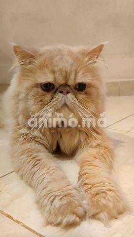 Animo - Persan pekeface 