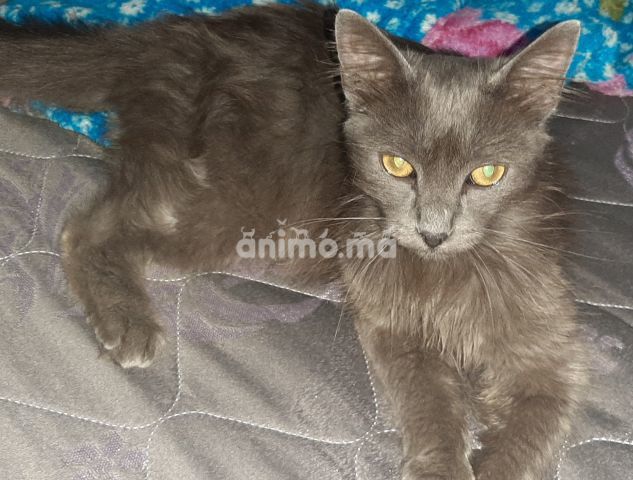 Animo - Chat chartreux 6mois