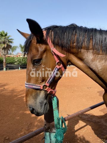 Animo - Un cheval à vendre pour raison d’études