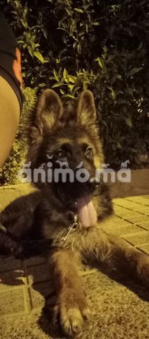 Animo - Berger allemand race pure