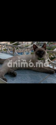 Animo - Une chate très mignonne