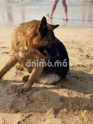 Animo - Berger allemand