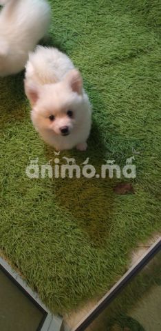 Animo - Spitz nain a vendre