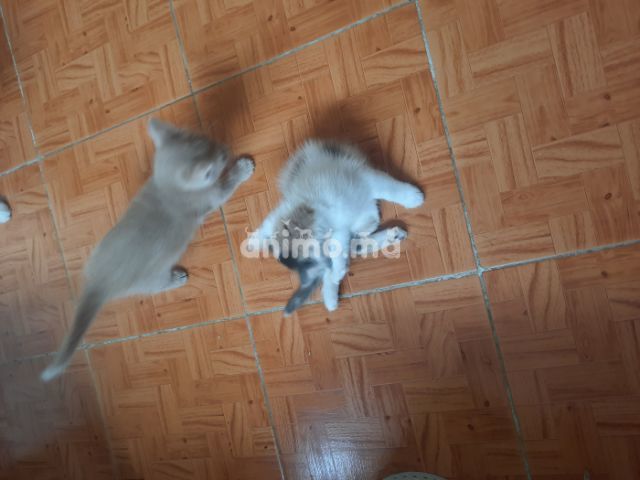 Animo - Cherche parrains pour chattons