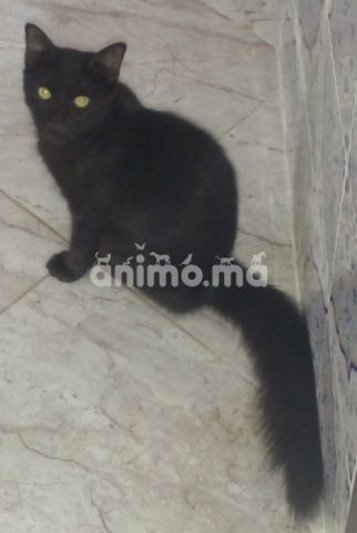 Animo - 2 chats pour adoption