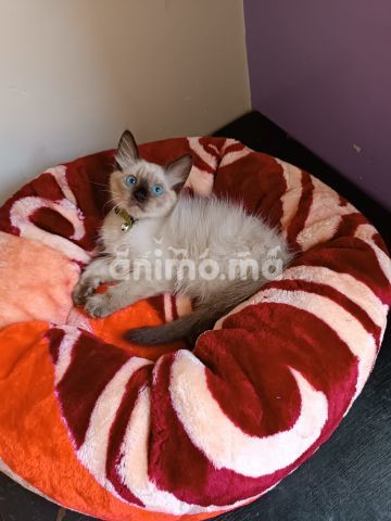 Animo - Siamois Himalaya 