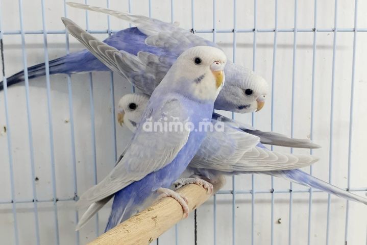 Animo - 3 ديال الإناث فول بادي فيولي، حاملين للفالو