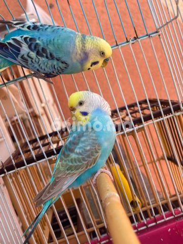 Animo - متاح كوپل ⚤  جاهزة 