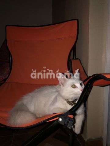 Animo - Chat angora turc a vendre 