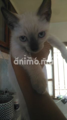 Animo - chat siamoi