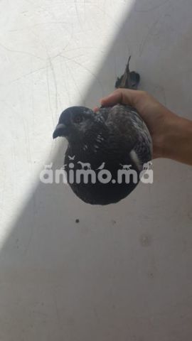 Animo - دكر و أنثى للبيع 