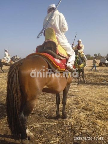 Animo - للبيع 7 سنوات عندو أوراق 