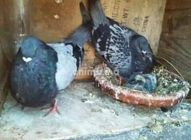 Animo - كوبل من حمام السيفيانوس الجميل