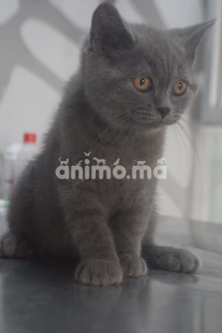 Animo - chaton mâle scottish straight