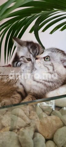 Animo - Scottish fold & scottish straight