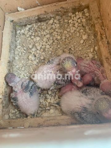 Animo - زويجة مفرخة 6