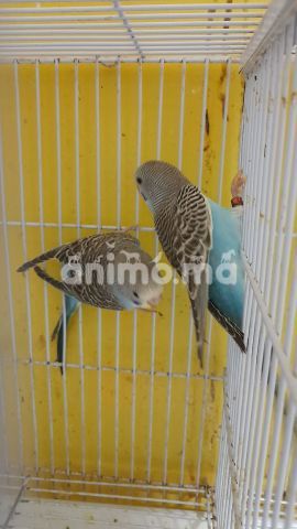 Animo - 3 شنابر ذكور بورطور بلاك وينج 4 أشهر تقريبا