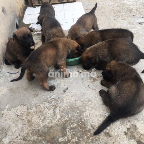 Animo - Des chiot malinois charbons جراء مالينوا شاربوني