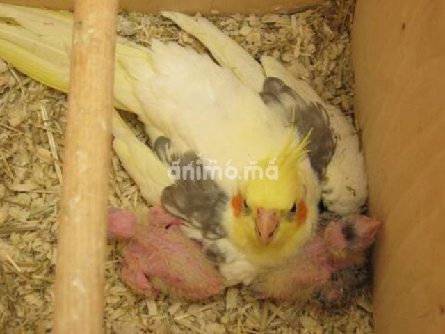 Animo - فراخ كالوبسيت للبيع اكادير